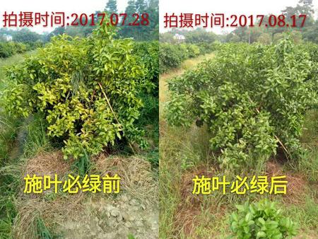 葉必綠施用前后對(duì)比