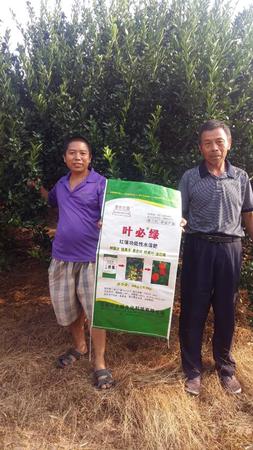 南豐蜜桔用葉必綠 (9).jpg