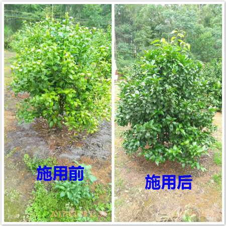 葉必綠施用前后對比