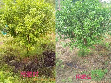 砂糖橘施用前后對比