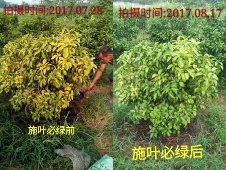 葉必綠施用前后對(duì)比