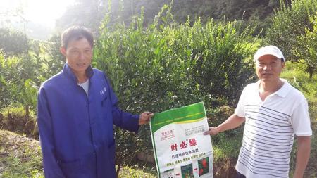 南豐蜜桔用葉必綠 (11).jpg