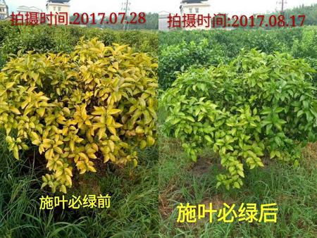 葉必綠施用前后對(duì)比