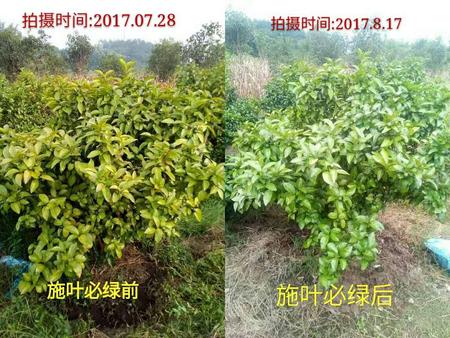 葉必綠施用前后對比