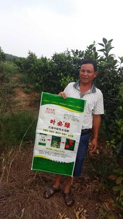 南豐蜜桔用葉必綠 (14).jpg