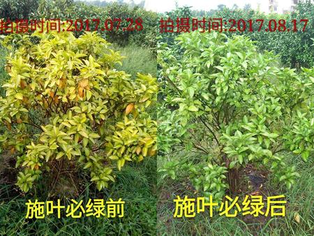 葉必綠施用前后對比