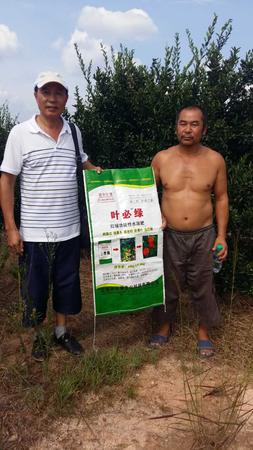 南豐蜜桔用葉必綠 (16).jpg