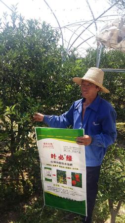南豐蜜桔用葉必綠 (20).jpg