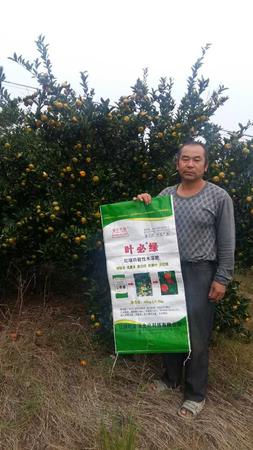 南豐蜜桔用葉必綠 (22).jpg