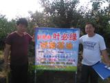棲霞蘋果示范基地