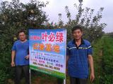 棲霞蘋果示范基地