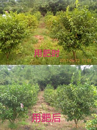 砂糖橘施用前后對(duì)比