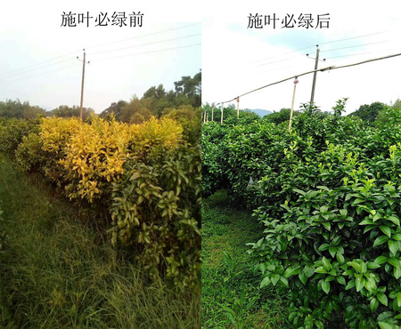 砂糖橘施用對比 (6).jpg