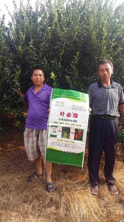 南豐蜜桔用葉必綠 (1).jpg