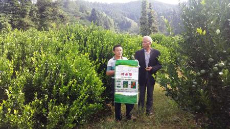 南豐蜜桔用葉必綠 (4).jpg