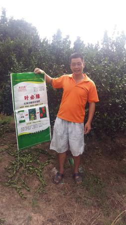南豐蜜桔用葉必綠 (5).jpg