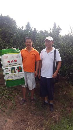南豐蜜桔用葉必綠 (8).jpg