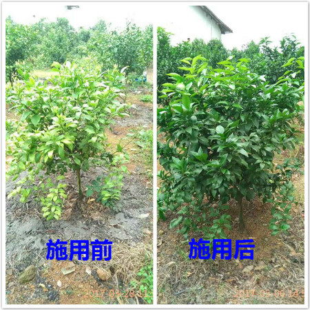 葉必綠施用前后對(duì)比
