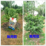 正力康施用前后對(duì)比
